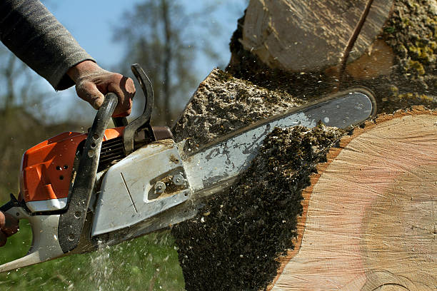 Best Best Tree Removal Services  in Teays Valley, WV